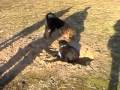 videos de Benny und Amy