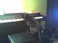 piano-playing-cat.html