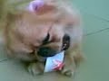 Pekingese dog, PEPPY