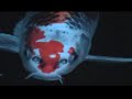 jelly-fish-all-around.html