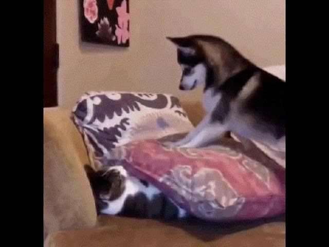 Хаски играет с котом: