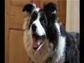 border collie rescue   a day in the life