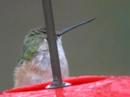 Broad-tailed Hummingbird