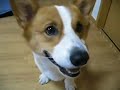 Goro@Welsh corgi 20070909 Smile & beefsteak