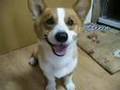 Goro@Welsh corgi 20070909 Smile & beefsteak