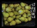 Haight Ashbury Food Program