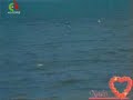 clip ya rayah Dahmane el Harachi