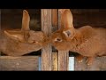 Animals In Love