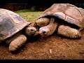 Animals in love