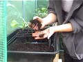 Potting up your melons! - Clare's Allotment part 35