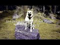 Dog-Food-Recipes