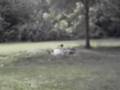 jumpin spikey monkeys
