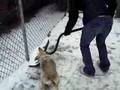 Dog Attacks Snow Shovel
