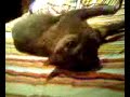 skyguy0072 cat