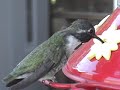 my hummingbird II