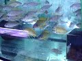 NASUTA
