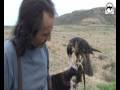 Adiestramiento de peregrino en altaneria
