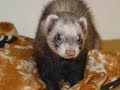 les fufu du forum love-furet