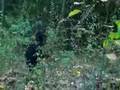 PENNSYLVANIA BIGFOOT FOOTAGE - (NC-17)
