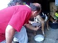 traire une chevre traire une chevre