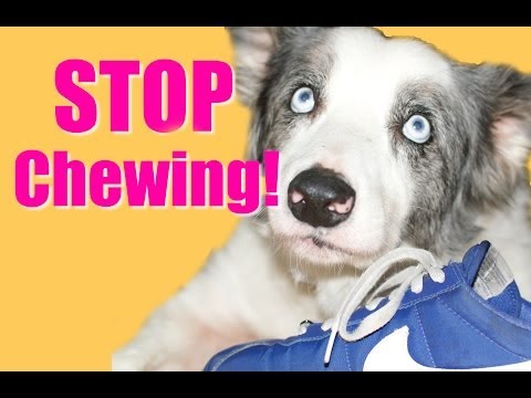 how to eliminate puppy biting