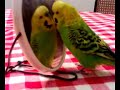 La cocorita dei miei zii, impazzisce davanti allo specchio La cocorita dei miei zii, impazzisce davanti allo specchio