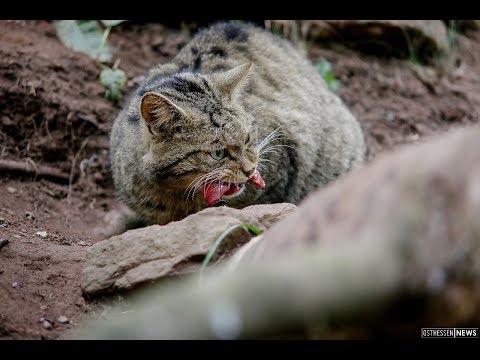 Die Rhner Wildkatze - das unbekannte Wesen (H ...