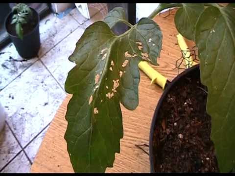 how to kill fungus gnats in soil