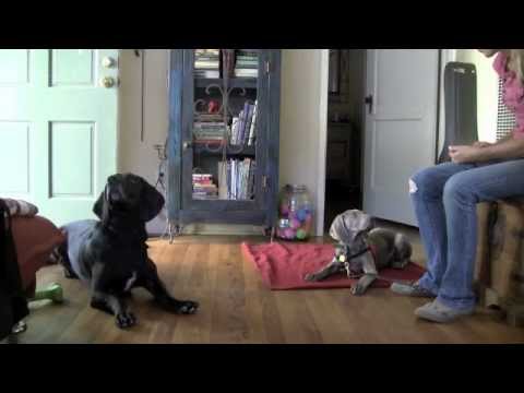 how to train weimaraner