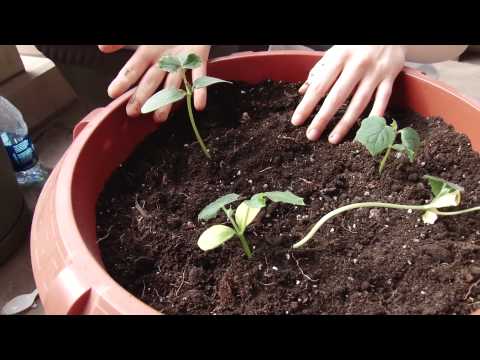 how to transplant outside