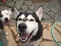 Duke and Daisy, the Malamute Puppies