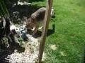 Duke and Daisy, the Malamute Puppies