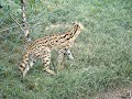 Serval feeding 1 Serval feeding 1