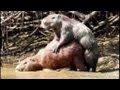 ANIMAL SEX IN A MUD CAPYBARA MATTING WONDERS chiguire copulando sexo en el lodo