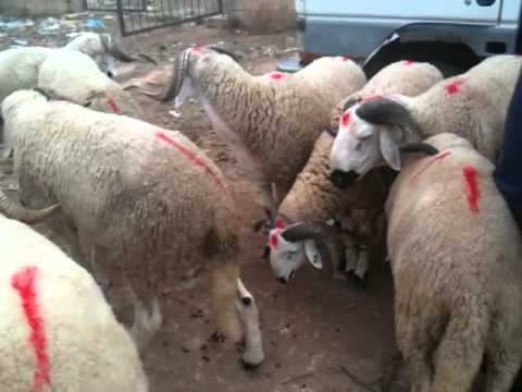 meilleur mouton au monde sardi maroc