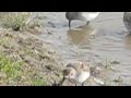 Shorebird migration at Waltner's Farm