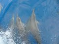 Our trip to see the dolphins at plantation island fiji...