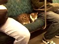 [猫]山手線の座席に行儀良く座るネコがかわいい。のサムネイル