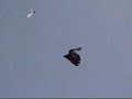 bird pigeons