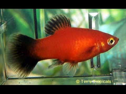 how to care platy fish