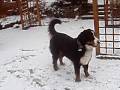 videos de Thor jugando con mami