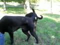 videos de grazing dogs