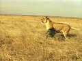 Why Lion Don\