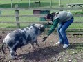 Clever Piggy at White Post Farm Clever Piggy at White Post Farm