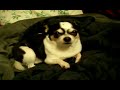 Chihuahua Bedtime