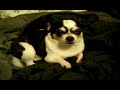Chihuahua Bedtime