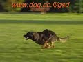 German Shepherd Dog attack: Haki Lev Praee, a son of Blek