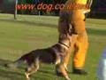 German Shepherd Dog attack: Haki Lev Praee, a son of Blek