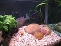 Coal Grunter(Hephaestus carbo) Yabbie chase2 Coal Grunter(Hephaestus carbo) Yabbie chase2