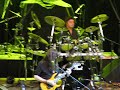 Zmeie (Live at Sala Palatului, Bucharest, 29.04.2009)